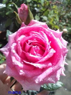 &#x{11:F9E6};&#x{11:F9E6};ガーデニング好きな方【情報交換】&#x{11:F9E6};&#x{11:F9E6};