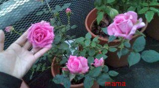 &#x{11:F9E6};&#x{11:F9E6};ガーデニング好きな方【情報交換】&#x{11:F9E6};&#x{11:F9E6};