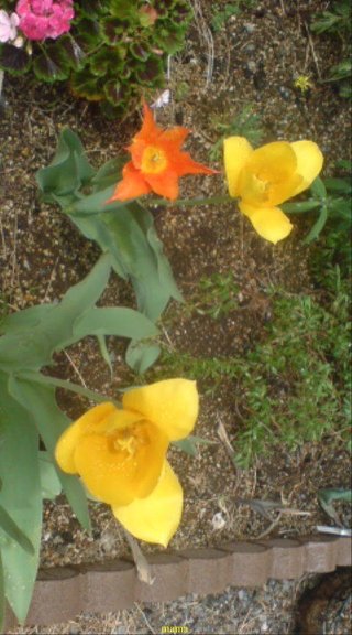 &#x{11:F9E6};&#x{11:F9E6};ガーデニング好きな方【情報交換】&#x{11:F9E6};&#x{11:F9E6};