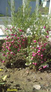 &#x{11:F9E6};&#x{11:F9E6};ガーデニング好きな方【情報交換】&#x{11:F9E6};&#x{11:F9E6};