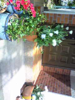 &#x{11:F9E6};&#x{11:F9E6};ガーデニング好きな方【情報交換】&#x{11:F9E6};&#x{11:F9E6};