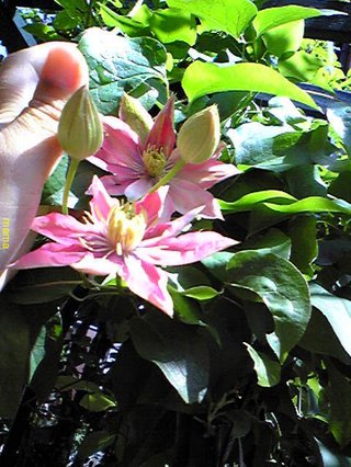 &#x{11:F9E6};&#x{11:F9E6};ガーデニング好きな方【情報交換】&#x{11:F9E6};&#x{11:F9E6};