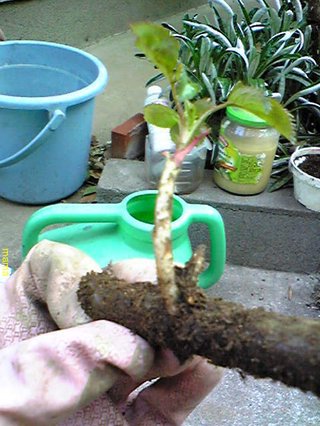 &#x{11:F9E6};&#x{11:F9E6};ガーデニング好きな方【情報交換】&#x{11:F9E6};&#x{11:F9E6};