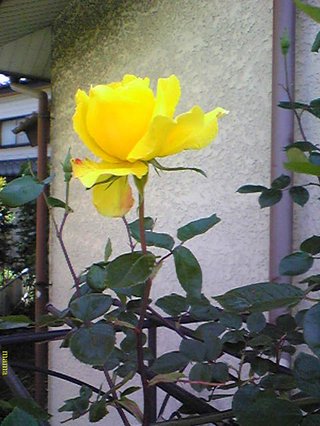 &#x{11:F9E6};&#x{11:F9E6};ガーデニング好きな方【情報交換】&#x{11:F9E6};&#x{11:F9E6};