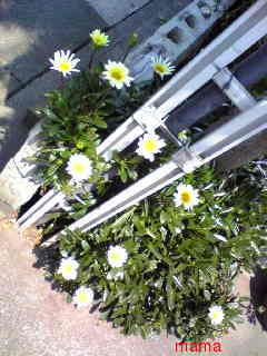 &#x{11:F9E6};&#x{11:F9E6};ガーデニング好きな方【情報交換】&#x{11:F9E6};&#x{11:F9E6};