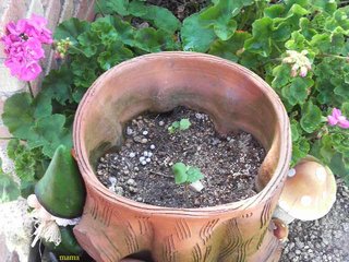 &#x{11:F9E6};&#x{11:F9E6};ガーデニング好きな方【情報交換】&#x{11:F9E6};&#x{11:F9E6};