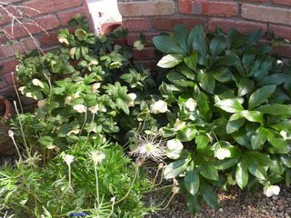 &#x{11:F9E6};&#x{11:F9E6};ガーデニング好きな方【情報交換】&#x{11:F9E6};&#x{11:F9E6};