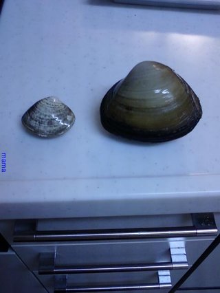 この貝食べられますか？