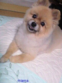 ポメラニアンのカットの疑問【写あり】