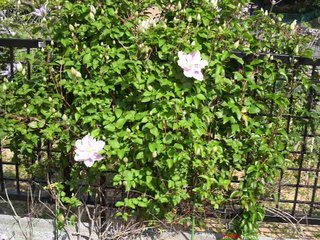 &#x{11:F9E6};&#x{11:F9E6};ガーデニング好きな方【情報交換】&#x{11:F9E6};&#x{11:F9E6};