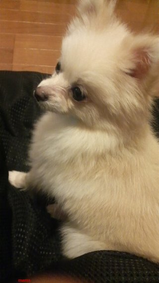 ポメラニアンのカットの疑問【写あり】