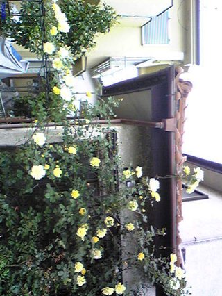 &#x{11:F9E6};&#x{11:F9E6};ガーデニング好きな方【情報交換】&#x{11:F9E6};&#x{11:F9E6};