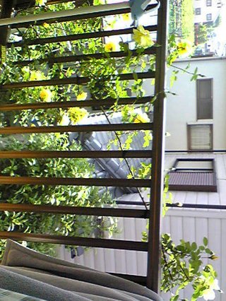 &#x{11:F9E6};&#x{11:F9E6};ガーデニング好きな方【情報交換】&#x{11:F9E6};&#x{11:F9E6};