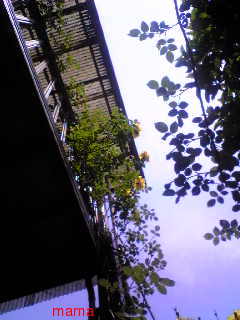 &#x{11:F9E6};&#x{11:F9E6};ガーデニング好きな方【情報交換】&#x{11:F9E6};&#x{11:F9E6};