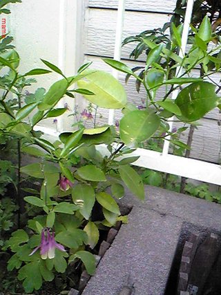 &#x{11:F9E6};&#x{11:F9E6};ガーデニング好きな方【情報交換】&#x{11:F9E6};&#x{11:F9E6};