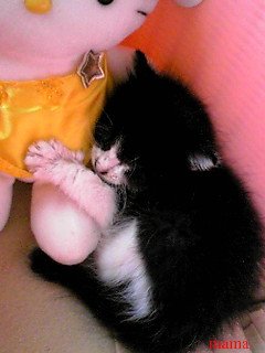 野良猫が育児放棄！？