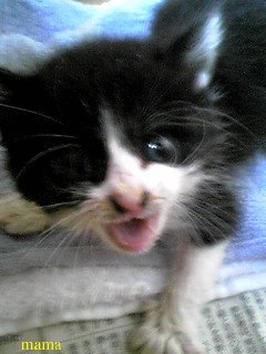 野良猫が育児放棄！？