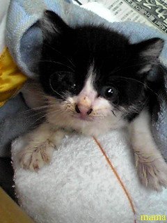 野良猫が育児放棄！？