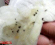 小さな茶色の虫