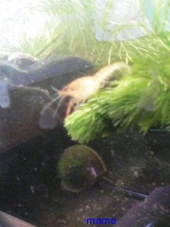 大量の赤ちゃんザリガニ