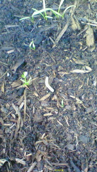『注』虫の写メあり。この虫は？！