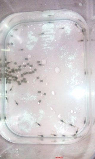 大量の赤ちゃんザリガニ