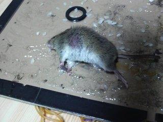 【グロ写メ】これは何の胎児？