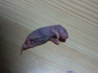 【グロ写メ】これは何の胎児？