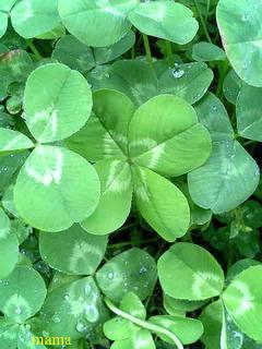 【写有】一億円札風を財布にいれてる人？？