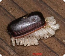 ｺﾞｷﾌﾞﾘの卵に詳しい方！