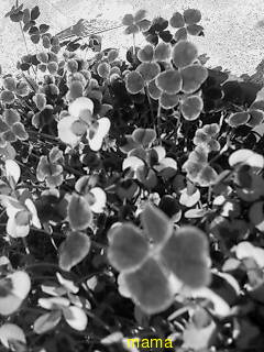 【写有】一億円札風を財布にいれてる人？？