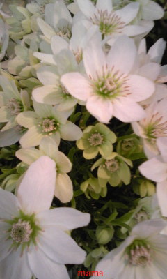 花に詳しい方【写あり】