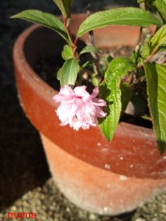 花に詳しい方【写あり】