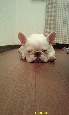 U^ェ^U【犬がみたい】…見せて下さいませんか？
