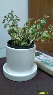 観葉植物枯れる原因
