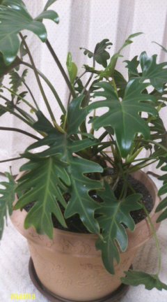 この観葉植物の名前を教えてください。