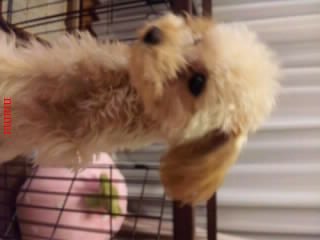 U^ェ^U【犬がみたい】…見せて下さいませんか？