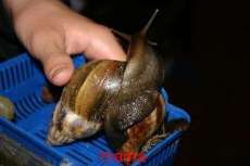 カタツムリとナメクジ