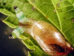 カタツムリとナメクジ