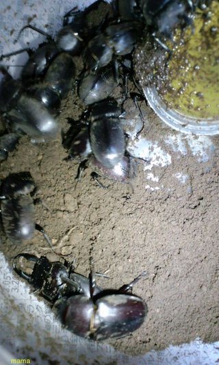 どうでもいい報告してください