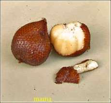 この果物 なんですか？