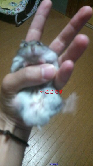 ハムスター飼ってる方