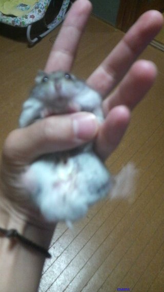 ハムスター飼ってる方