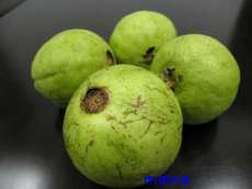 この果物 なんですか？