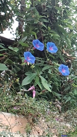 どうでもいい報告してください