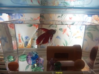 金魚、熱帯魚の水槽作りのアドバイス下さい！