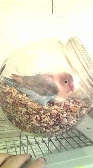 誰か～!!インコの写見せて(T_T)