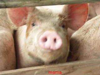 ﾀﾞﾙﾋﾞｯｼｭ紗栄子ﾌﾞﾛｸﾞ【アンチ】