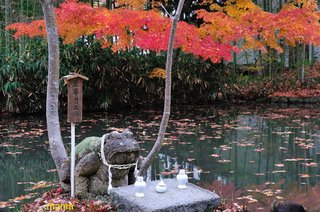 皆さんの無事を祈って…【無事にカエル】