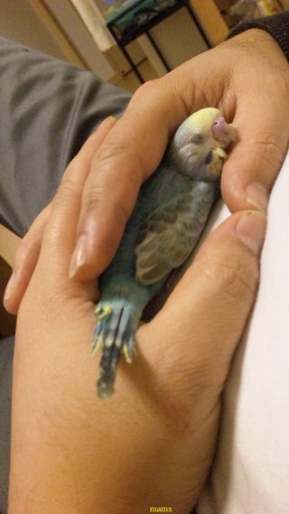 誰か～!!インコの写見せて(T_T)